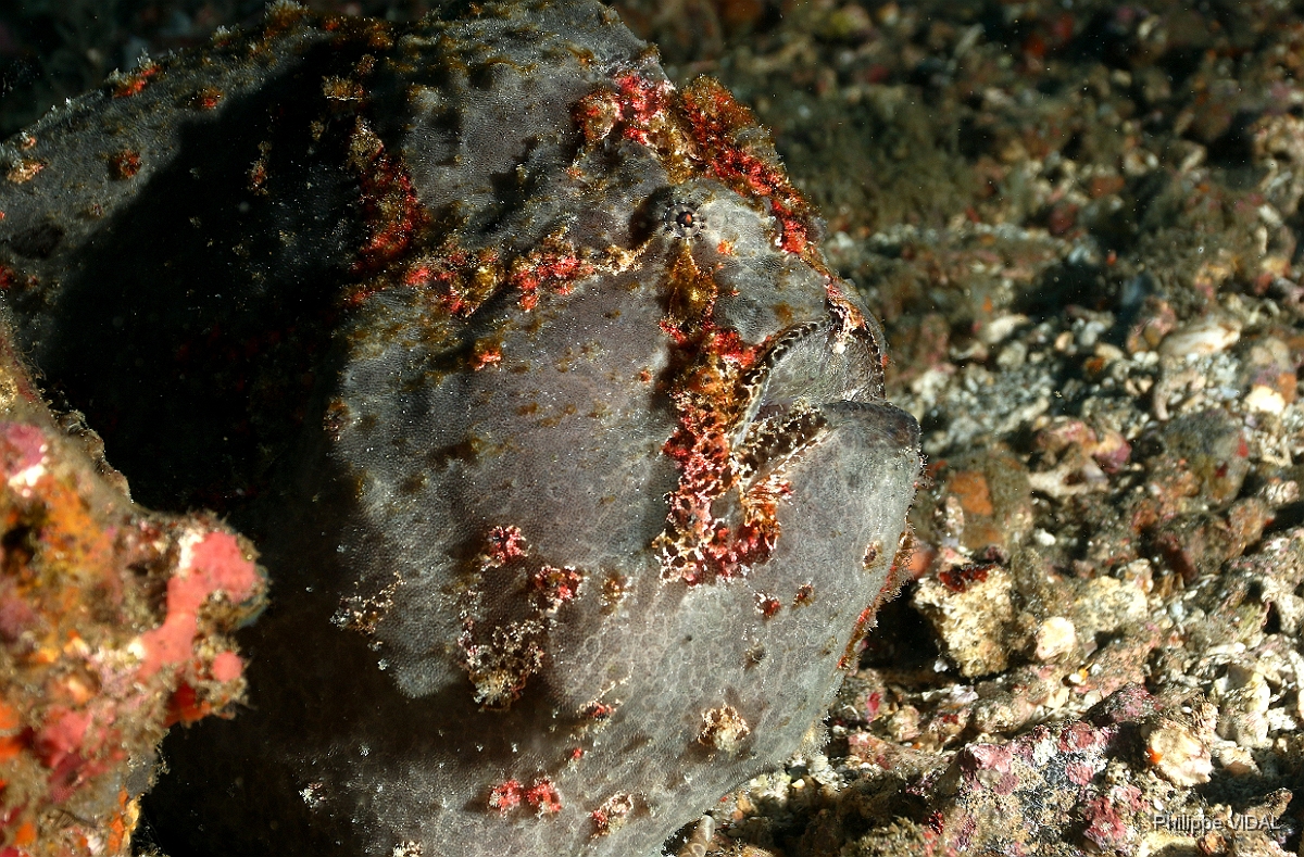 Bali 2016 - Painted frogfish - Antenaire peint - Antennarius pictus - IMG_6109_rc.jpg